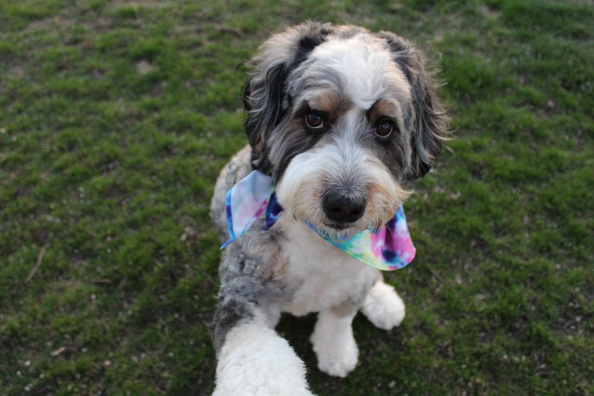 Therapy dogs can help students to regulate stress, anxiety and other emotions.